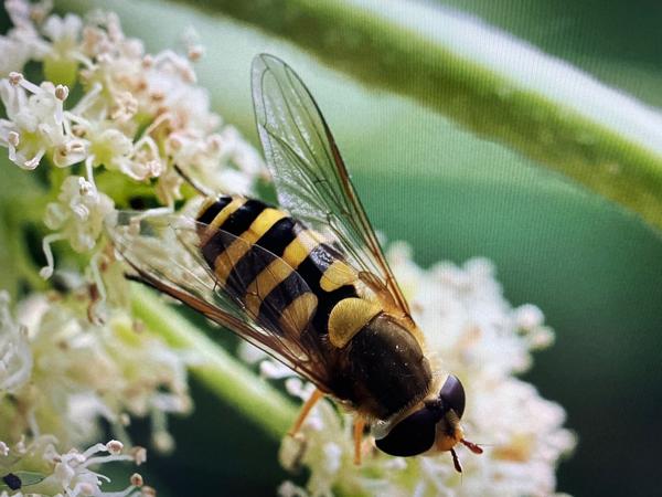 Bessenbandzweefvlieg (Syrphus ribesii)